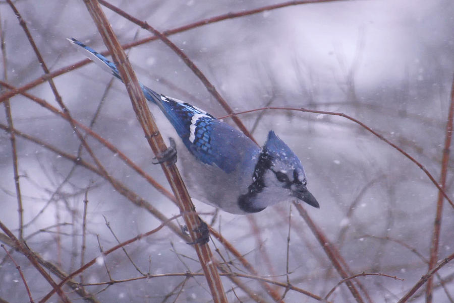 Blue Jay Way Photograph by Ross Powell