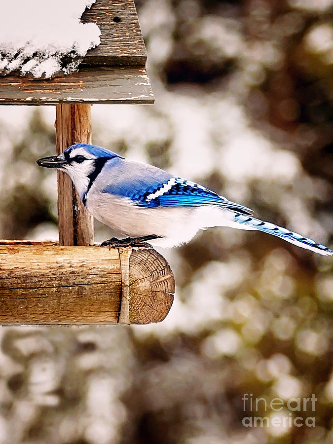 Blue Jay Wildlife Photograph by Gwen Gibson