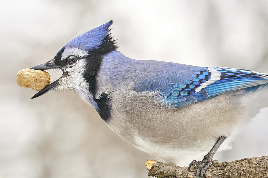Blue Jay with peanut, in January Photograph by Jim Hughes