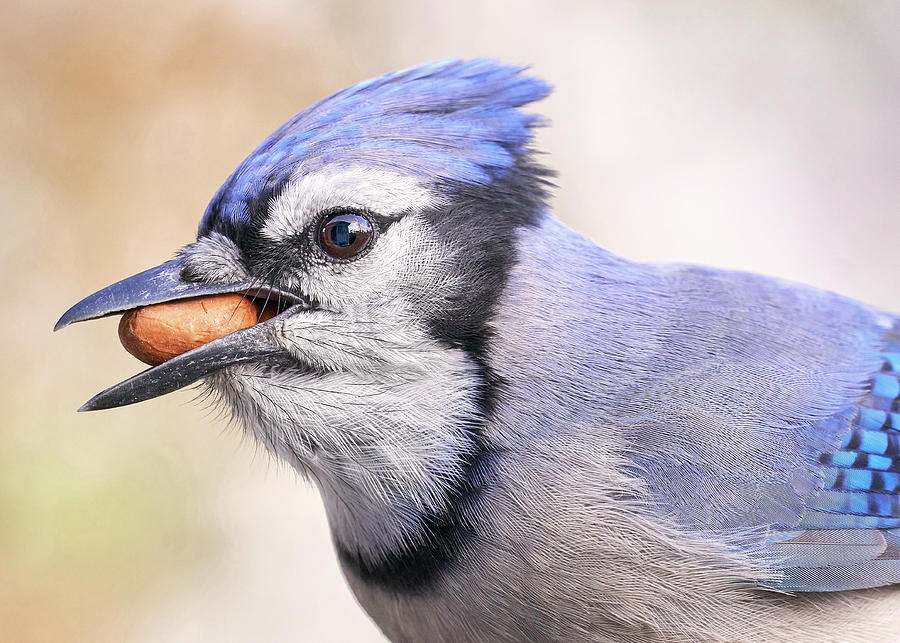 Blue Jay with peanut Photograph by Jim Hughes
