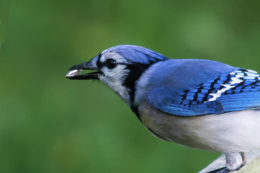 Blue Jay With Seed Photograph by John Benedict