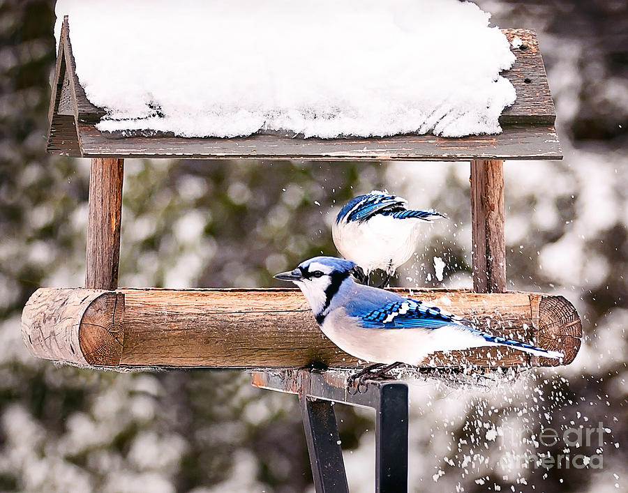 Blue Jays in Winter Photograph by Gwen Gibson