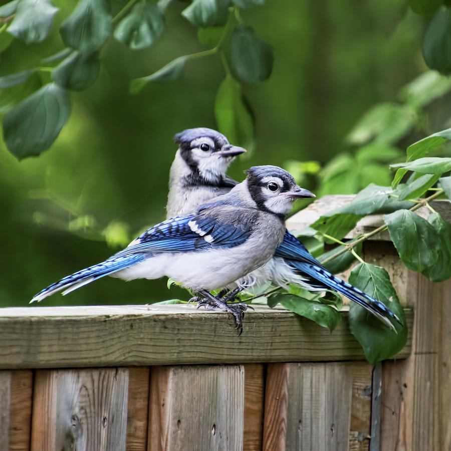 Blue Jays Looking for Trouble Photograph by Peggy Collins