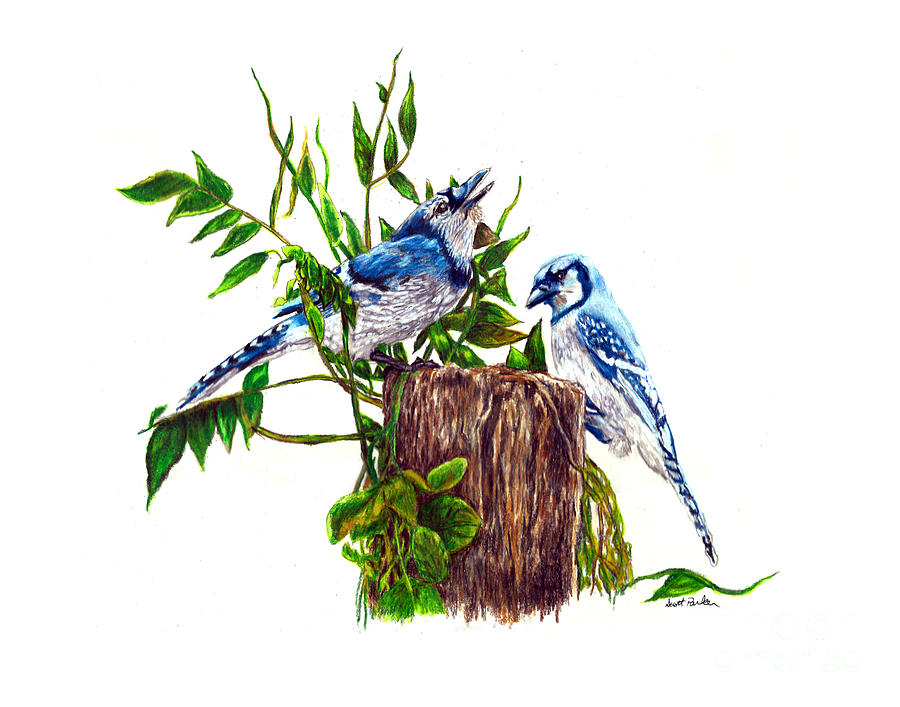 Blue Jays Drawing by Scott Parker Fine Art America