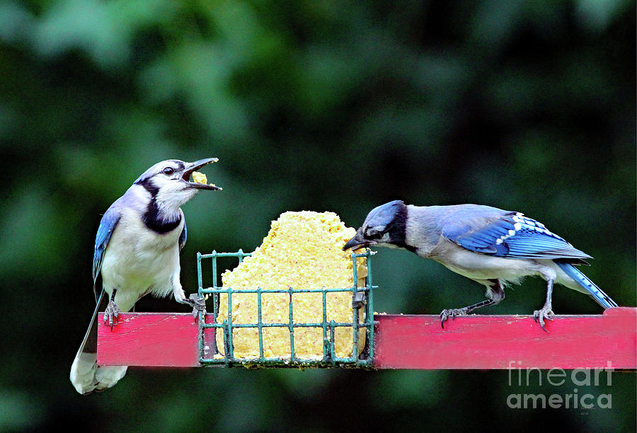 Blue Jays Sharing Photograph by DB Hayes