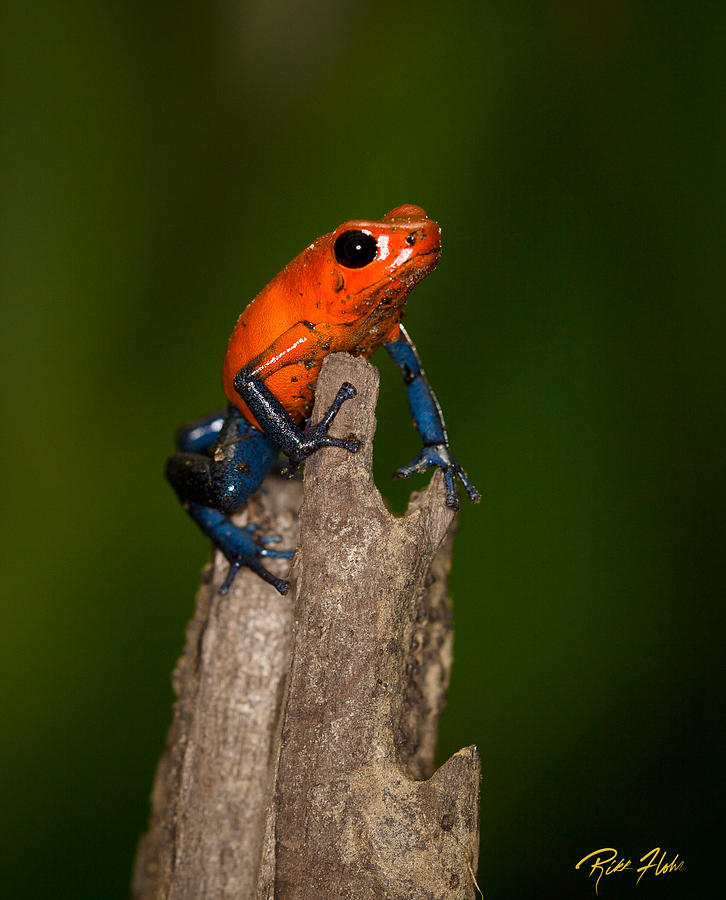 Animal Photograph - Blue Jeans Poison Dart Frog by Rikk Flohr