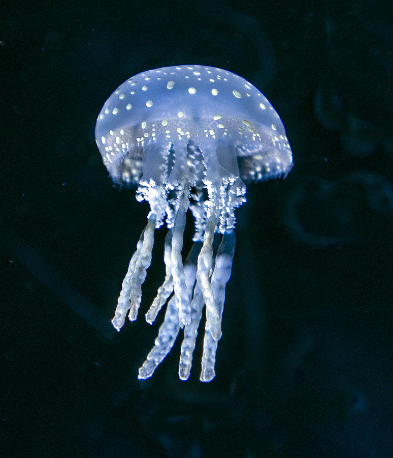 Blue Jellyfish Photograph by William Bitman