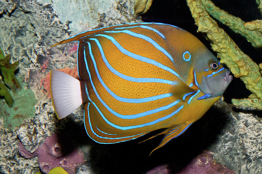 Blue King Angelfish Photograph by David Freuthal