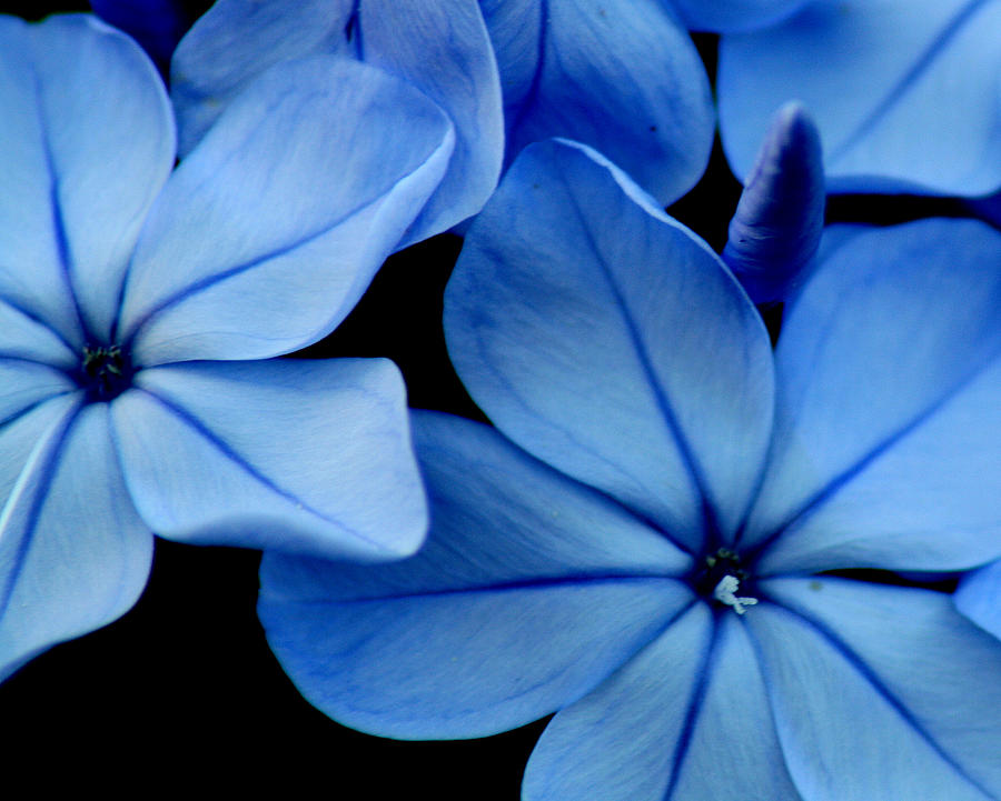 Blue Photograph by Kiran Krishnamurthy | Fine Art America