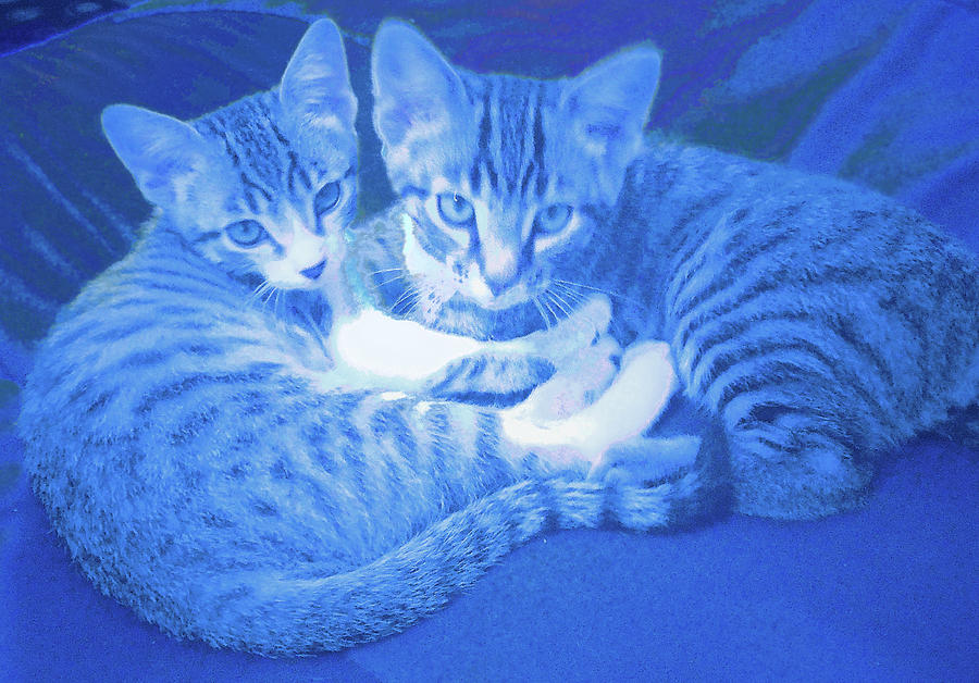 Blue Kittens Photograph by Steve Fields