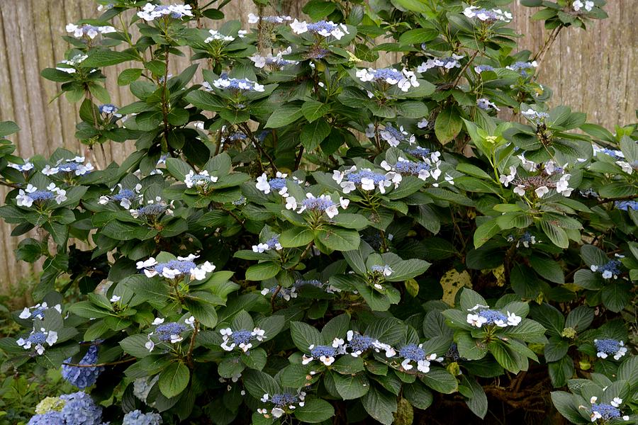 Blue Lace Cap hydrangea macrophylla Photograph by Roy Erickson - Fine
