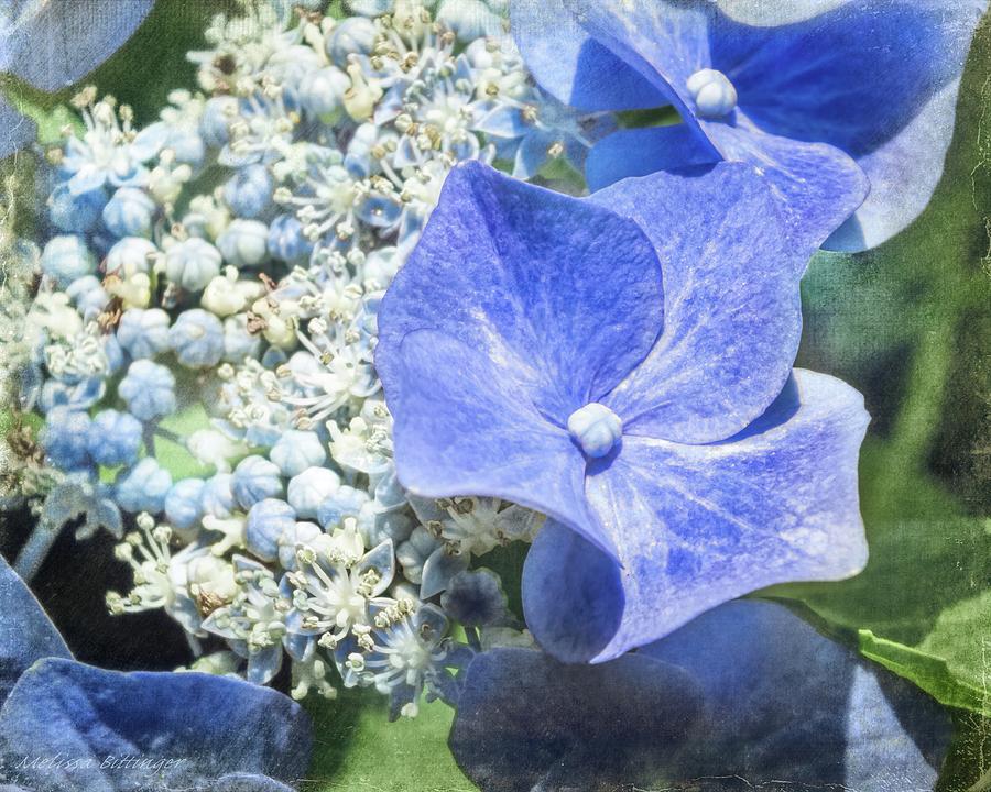 Blue Lacecap Hydrangea Photograph by Melissa Bittinger