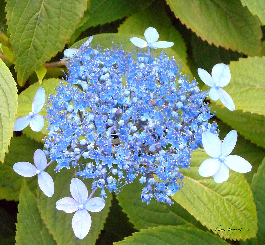 Blue Lacecap Hydrangeas Photograph by Kume Bryant