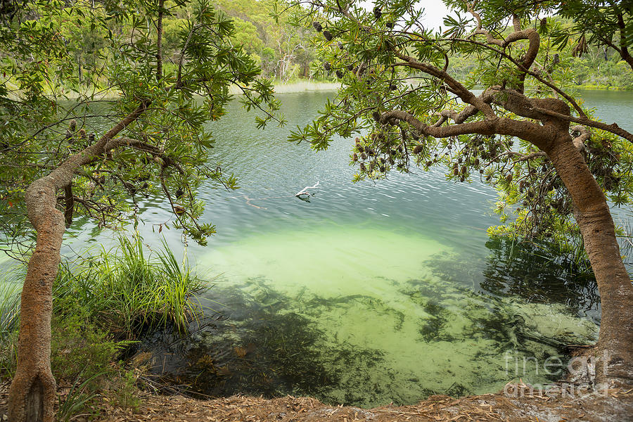 Tree Photograph - Blue Lake Stradbroke Island by THP Creative