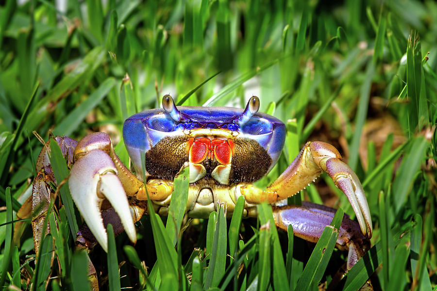Blue Land Crab Photograph by Mark Andrew Thomas