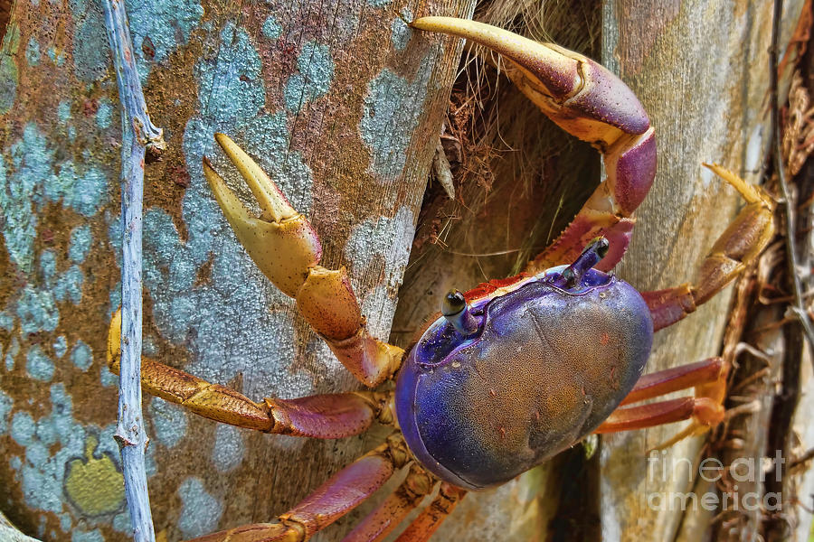 Animal Photograph - Blue Land Crab by Olga Hamilton