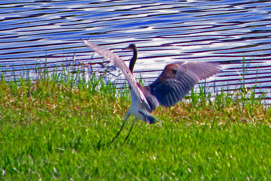 Blue Landing Photograph by T Guy Spencer