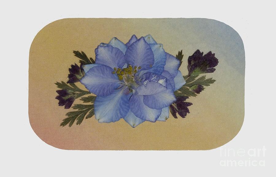 Blue Larkspur and Oregano Pressed Flower Arrangement by Em Witherspoon Blue Larkspur and Oregano Pressed Flower Arrangement by Em Witherspoon
