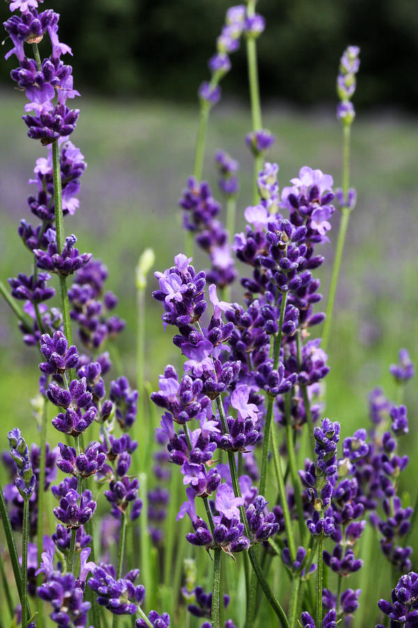 Blue Lavender Photograph by Nick Mares