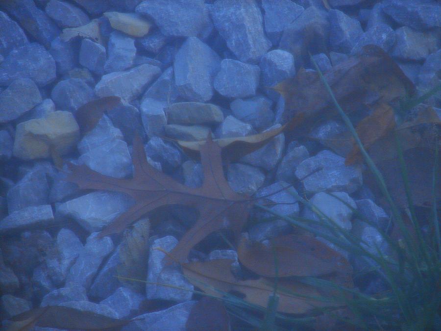 Blue Leaf Photograph by Luciana Seymour Blue Leaf Photograph by Luciana Seymour