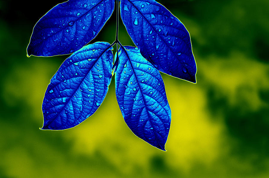 Blue Leaves Digital Art by Bliss Of Art | Fine Art America