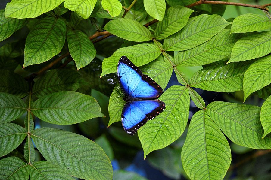 Blue Leaves - Morpho Butterfly Photograph by KJ Swan