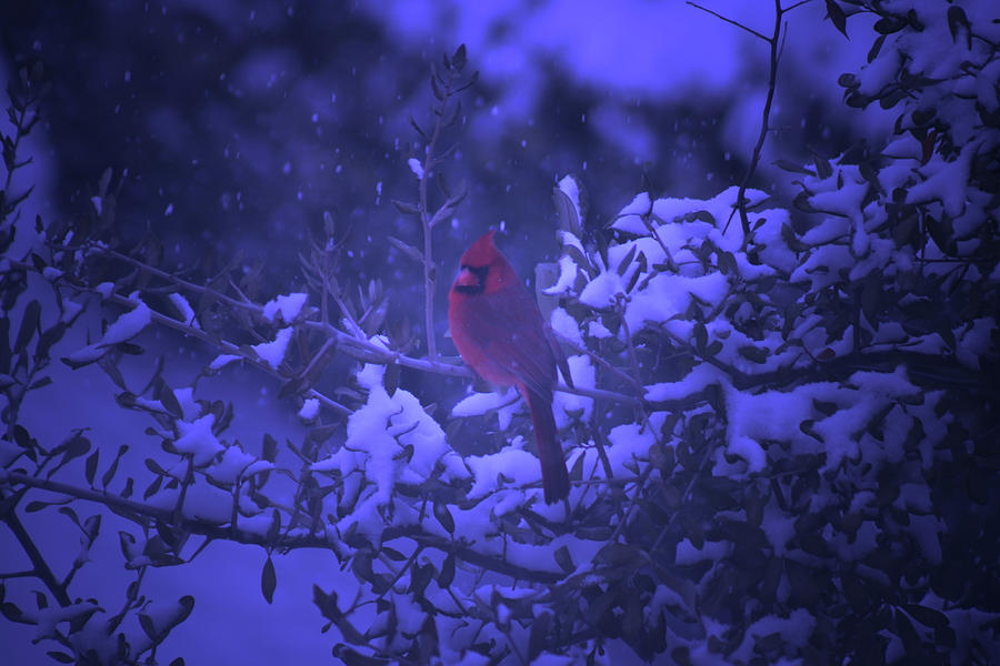 Blue Light Cardinal Red Photograph by Douglas Barnard
