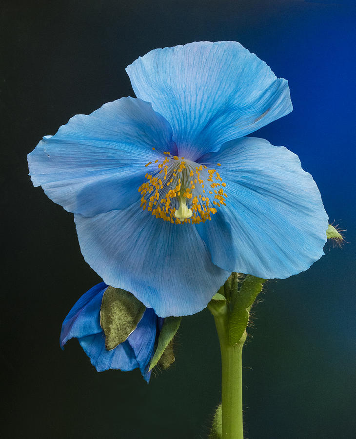 Blue Light Himalayan Poppy Photograph by Denise Saldana