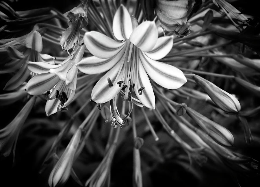 Blue Lilies in Black and White Photograph by Carolyn Marshall
