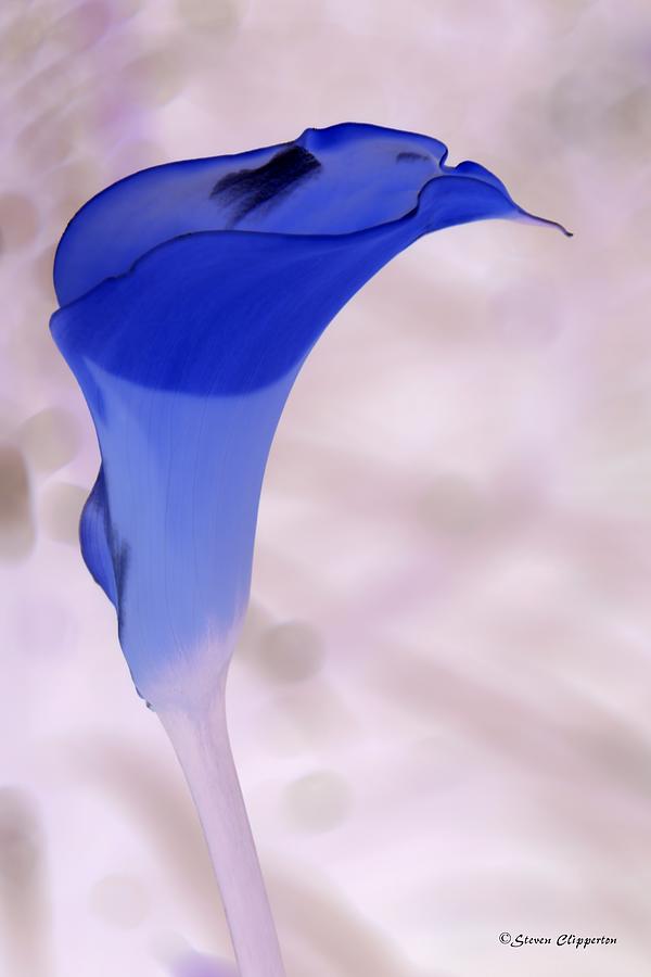 Blue Lily 3 Photograph by Steven Clipperton