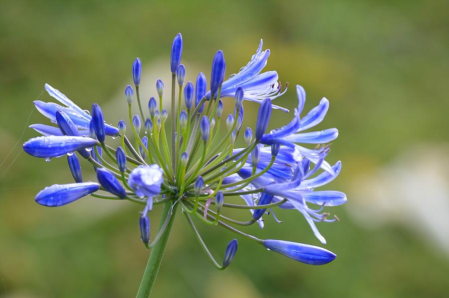 Blue Lily Photograph by Carolyn Mickulas