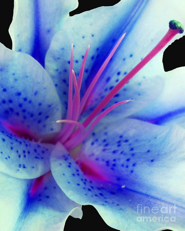 Blue Lily Photograph by Diane E Berry