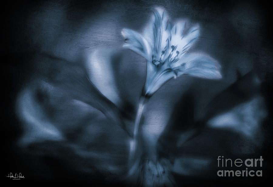 Blue Lily Photograph by Heather Hubbard