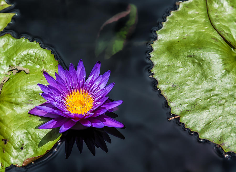 Blue Lily Photograph by Jonathan Nguyen