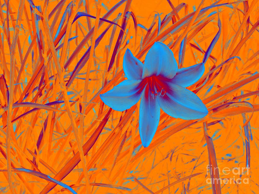 Abstract Photograph - Blue Lily by Marcia Lee Jones