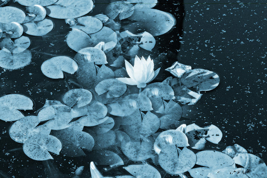 Unusual Blue Lily Pads Photograph by Femina Photo Art By Maggie