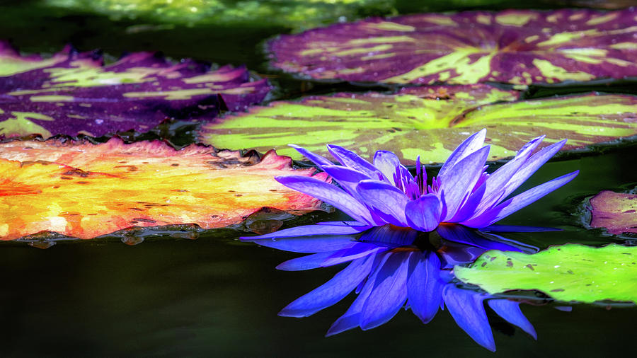 Blue Lily Reflection Photograph by C  Renee Martin