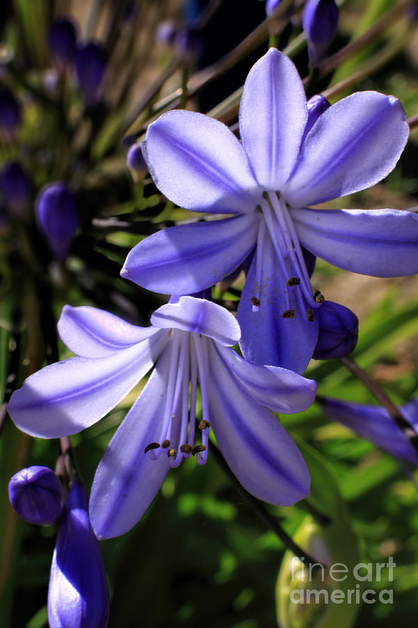 Blue Lily Photograph by Richard Lynch