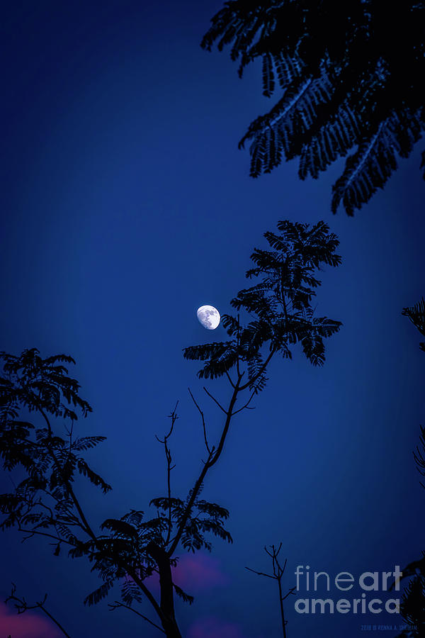 Blue Lit Night - Fine Art Photography By Ronna A. Shoham Photograph