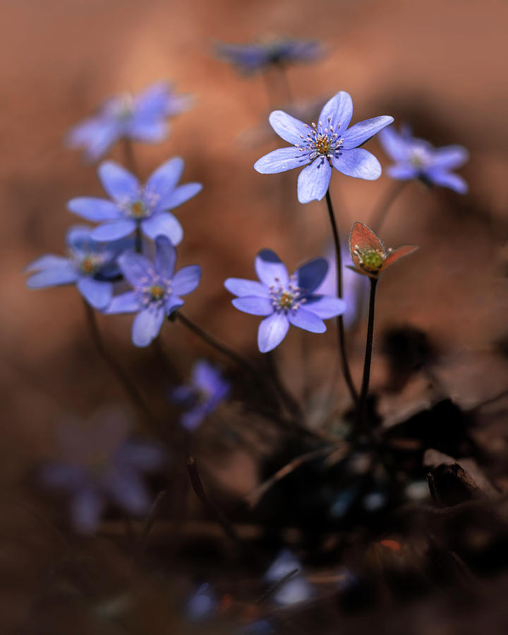 Blue hepatica Photograph by Jaroslaw Blaminsky