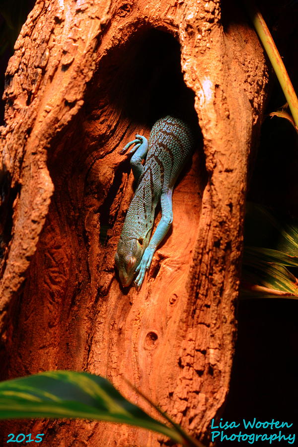 Blue Lizard Photograph by Lisa Wooten
