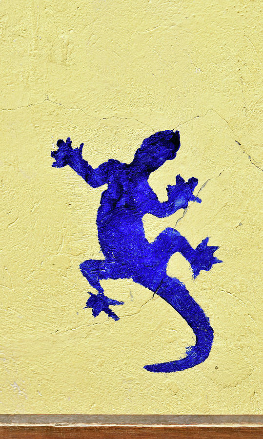 Lizard Photograph - Blue Lizard by Sandy Taylor