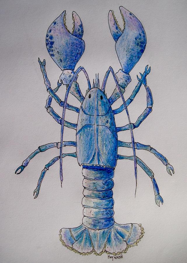 Blue lobster Drawing by Megan Walsh Fine Art America