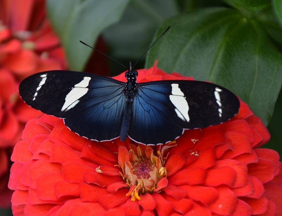 Sara Longwing Butterfly on Zinnia Photograph by Ronda Ryan
