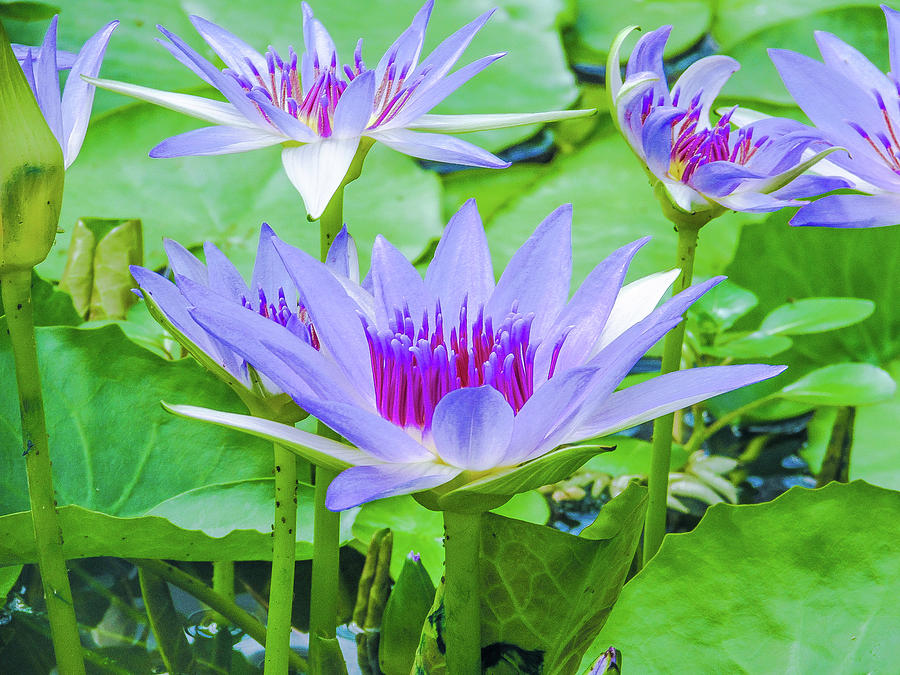 Nature Photograph - Blue Lotus by Cesar Vieira