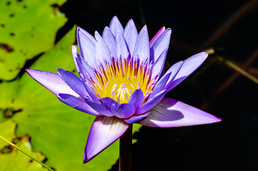 blue Lotus Flower Flower lotus nature summer green plant blossom asian ...