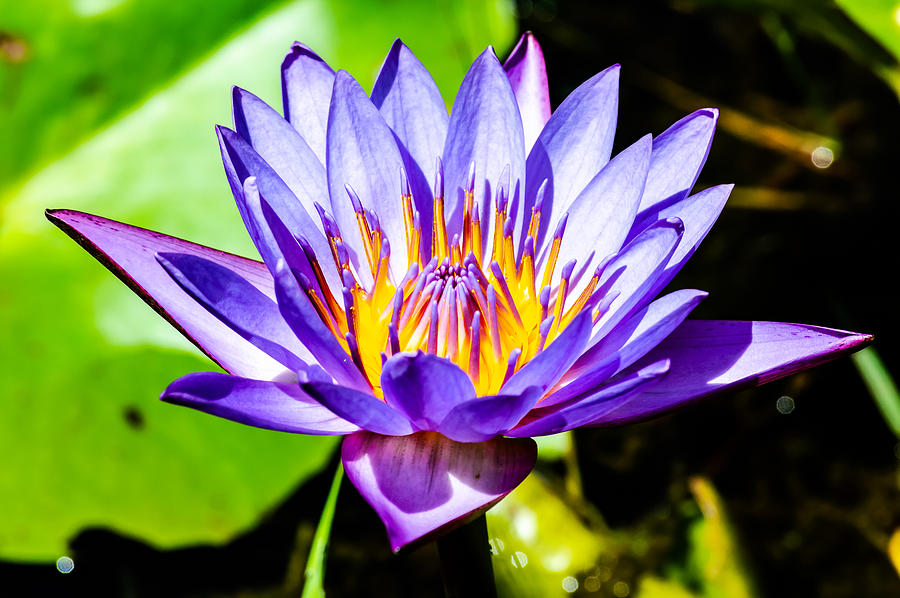   Blue Lotus Flower Flower lotus nature summer green plant blossom asian water nature blossom beauti Photograph by Sirawich Rungsimanop