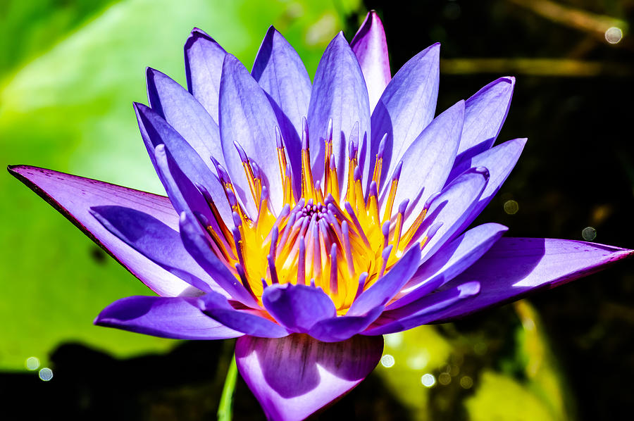 Blue Lotus Flower Flower lotus nature summer green plant blossom asian ...