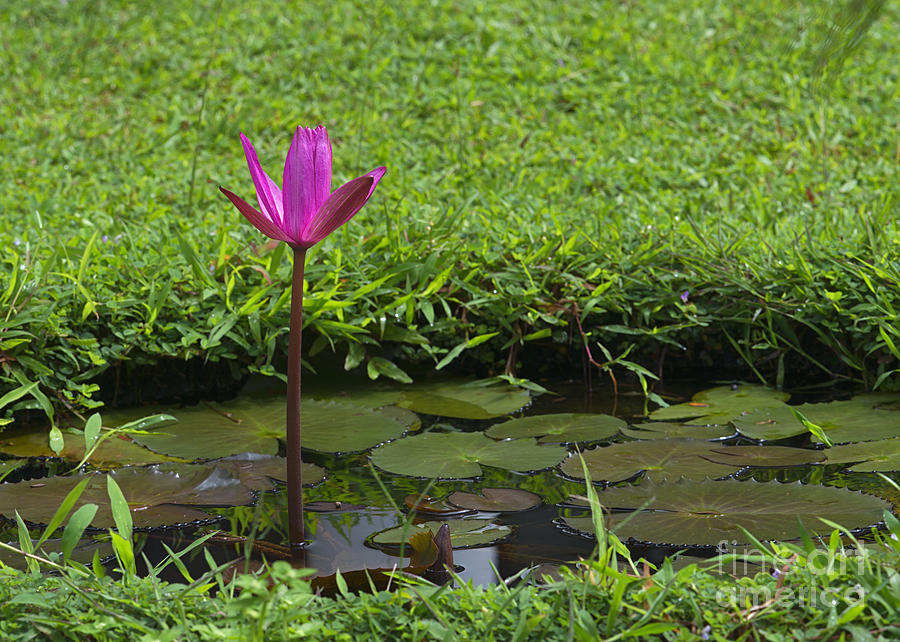 Blue Lotus, Sri Lanka Photograph by Ivan Batinic