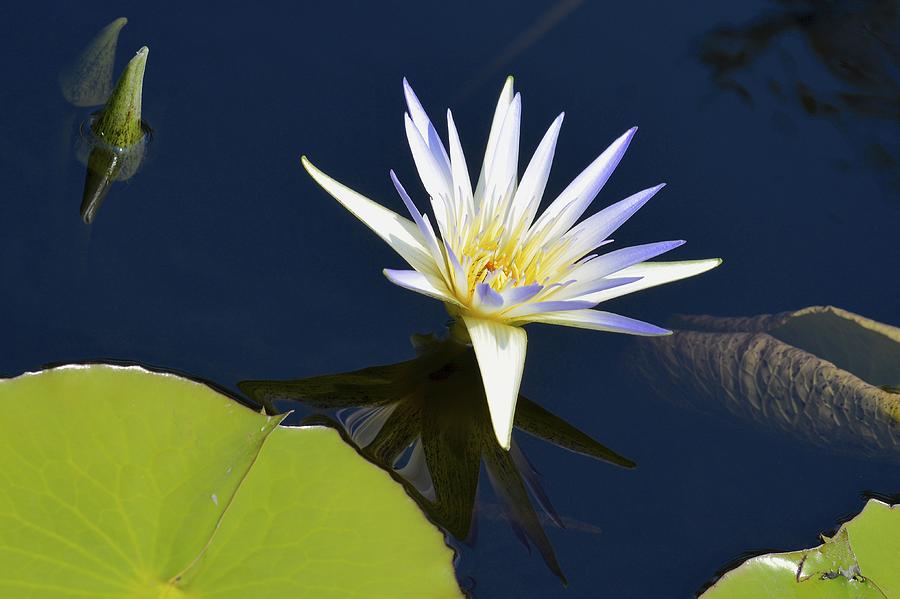 Blue Lotus Photograph by Tana Reiff